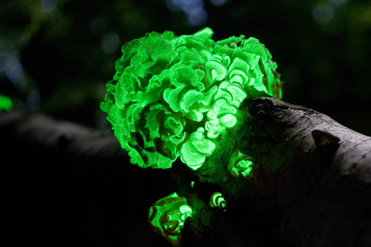 Imagen de un hongo luminoso verde sobre un tronco en un bosque de noche