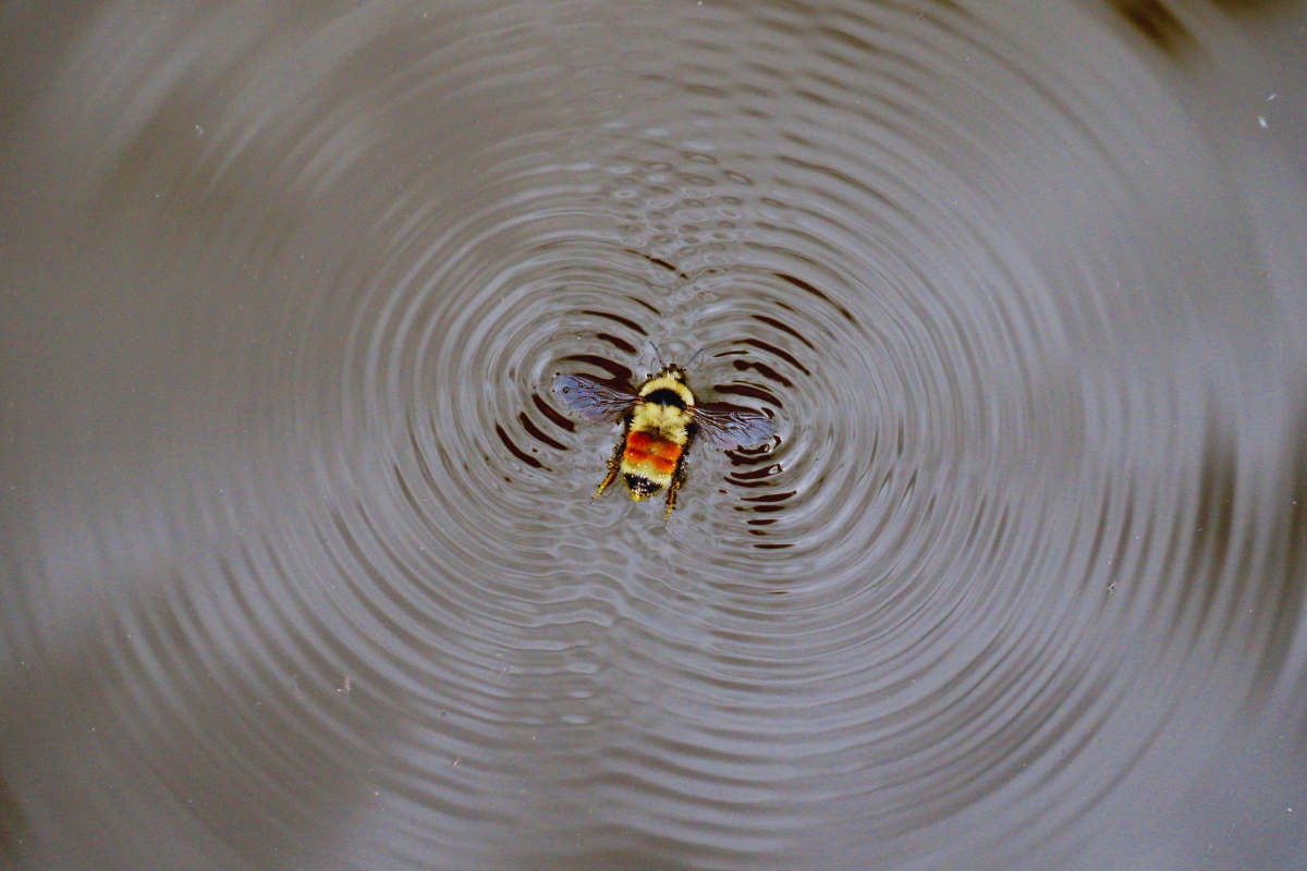 Imagen de una abeja en un charco de agua generando ondas y circulos por la vibracion de sus alas.
